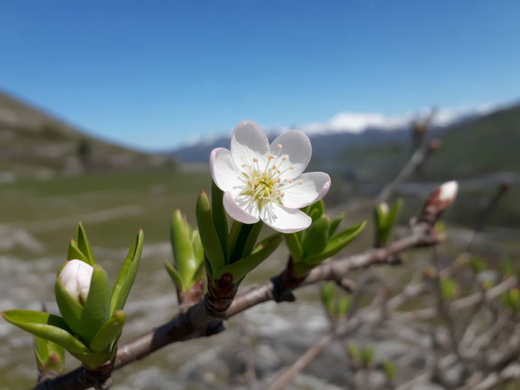 Les bourgeons d'aulne au printemps